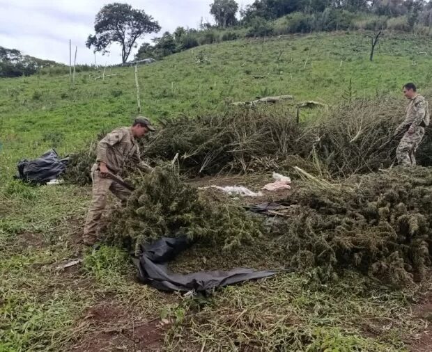 platação de maconha