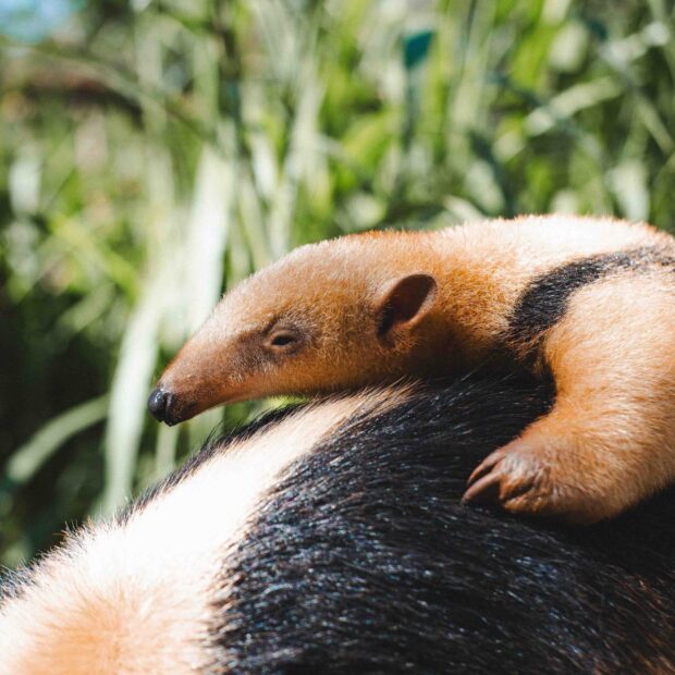 9.4. filhote de tamandua. foto divulgacao fundacao jardim zoologico de brasilia 1920x1280