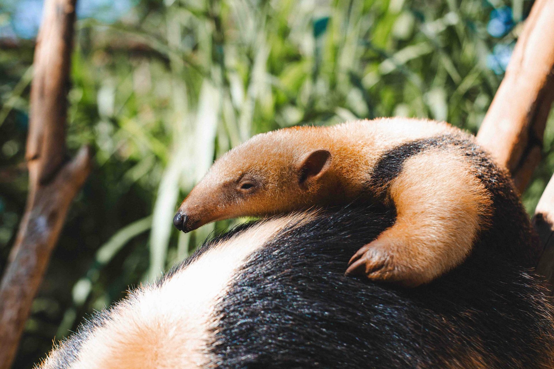 9.4. filhote de tamandua. foto divulgacao fundacao jardim zoologico de brasilia 1920x1280