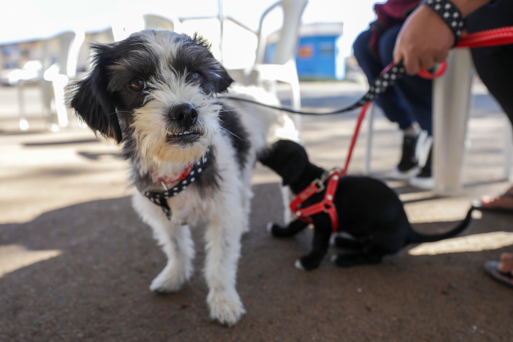 foto geovana albuquerque 1 6