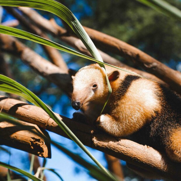 11.4. pacoca. foto divulgacao zoologico de brasilia