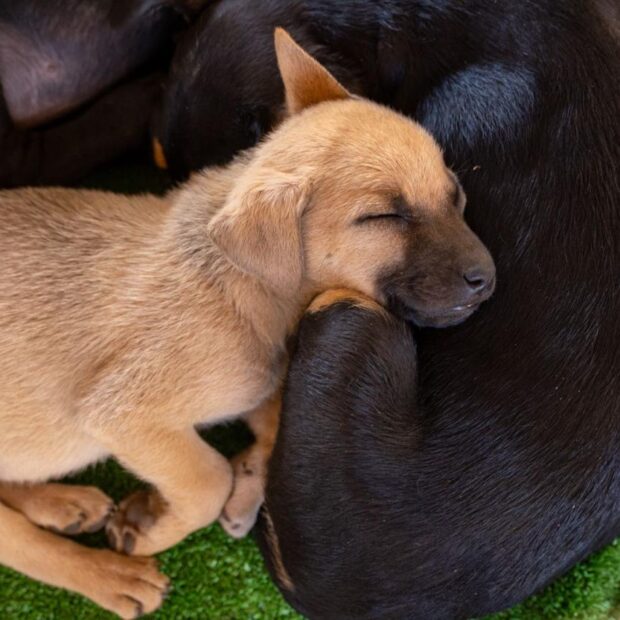 cachorra
