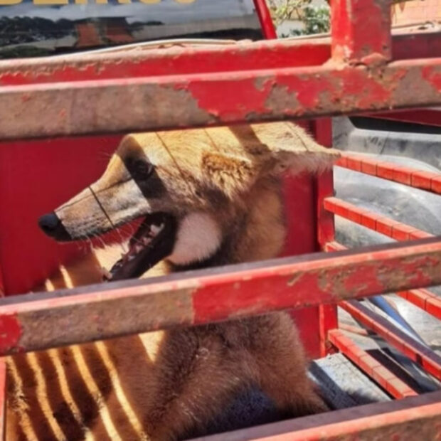 captura de tela 2025 04 15 065044 (1)