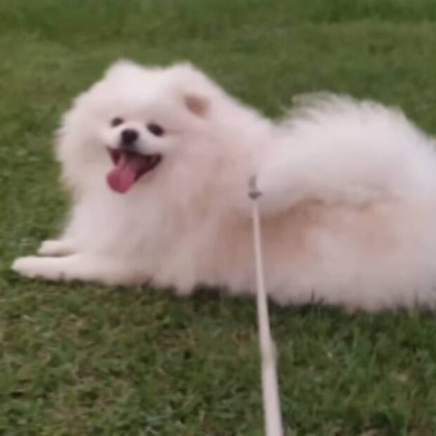 tutor que perdeu cão após banho em petshop