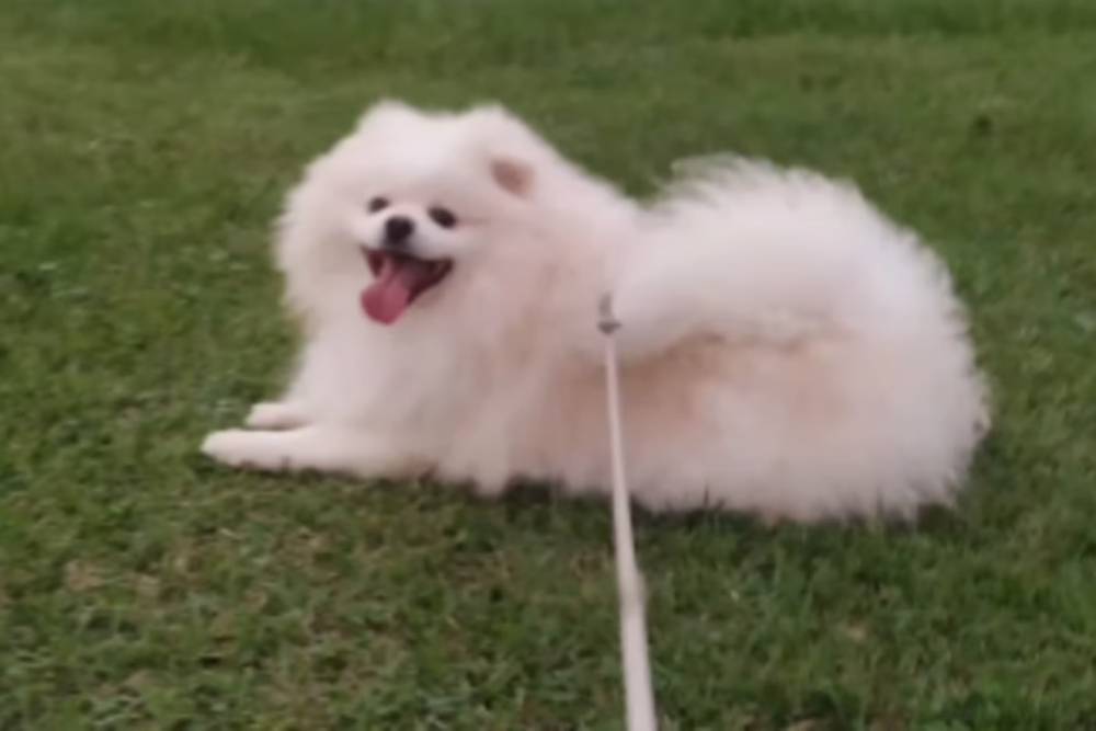 tutor que perdeu cão após banho em petshop