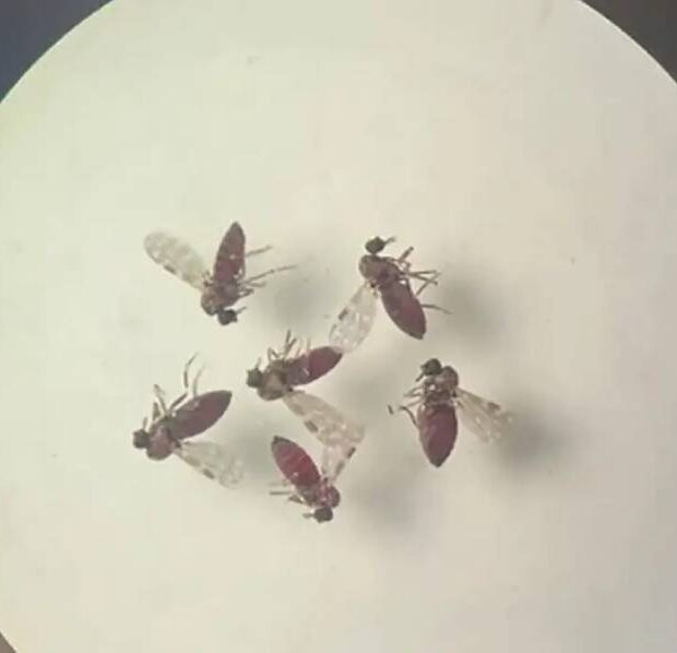 mosquito culicoides paraensis1