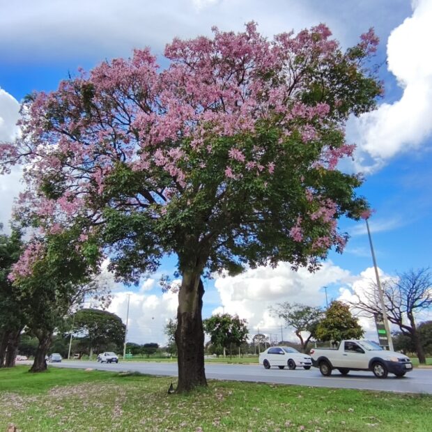 paineira