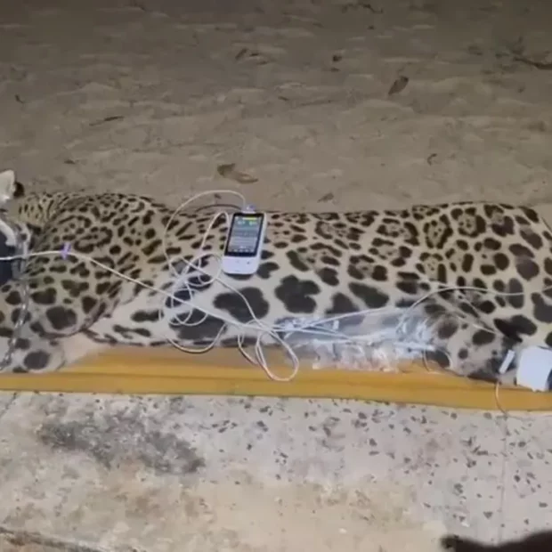 whatsapp image 2025 04 24 at 07.54.50 1