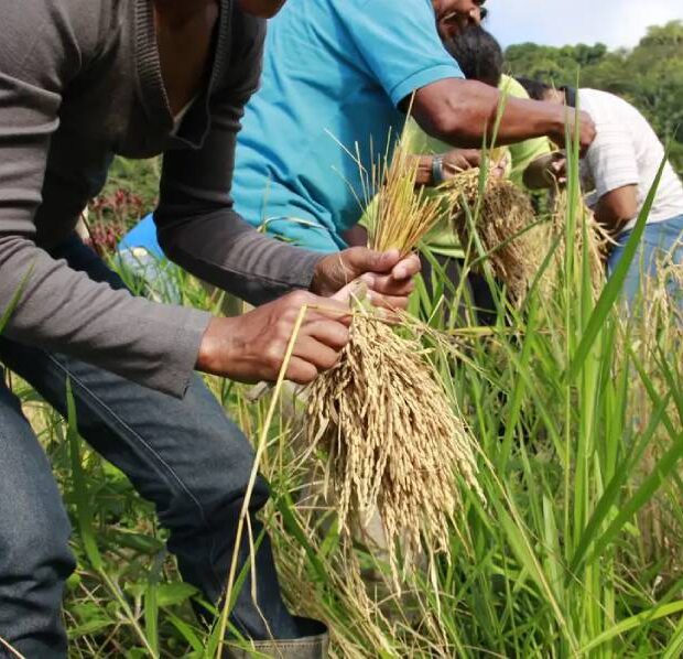 mutiraoarroz quilombomorroseco