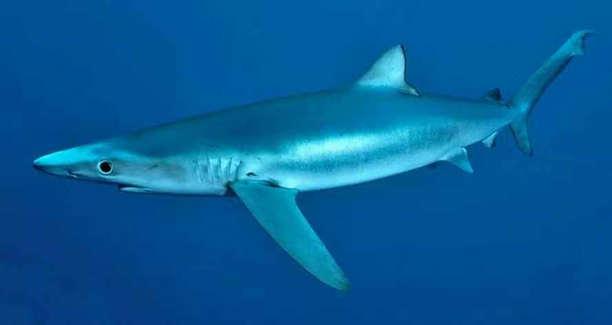 portaria regulamenta pesca do tubarão azul espécie quase ameaçada de extinção e revolta ambientali