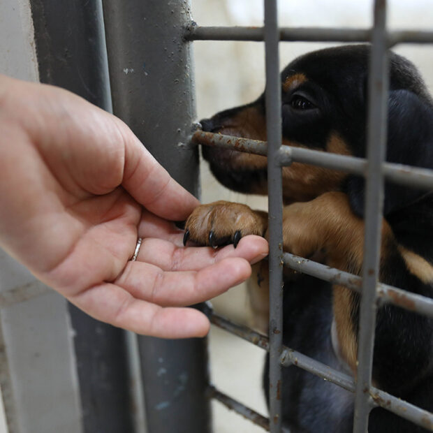 Foto: Matheus H. Souza/Agência Brasília