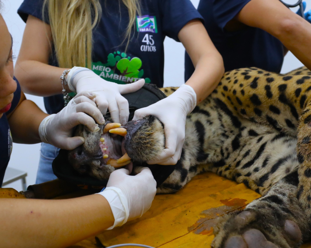 Fragmentos foram encontrados nas fezes do animal e agora passam por análise de DNA; a verdade sobre o caso de Jorge Ávalo está prestes a vir à tona