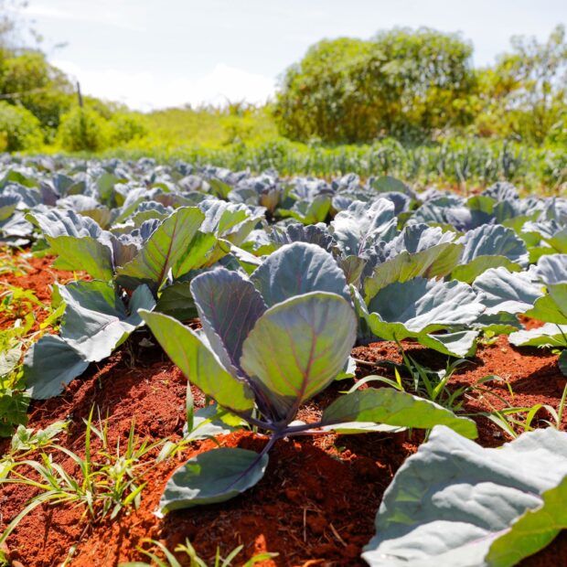9.5. matéria agrotóxicos. foto lúcio bernardo jr. agência brasília3