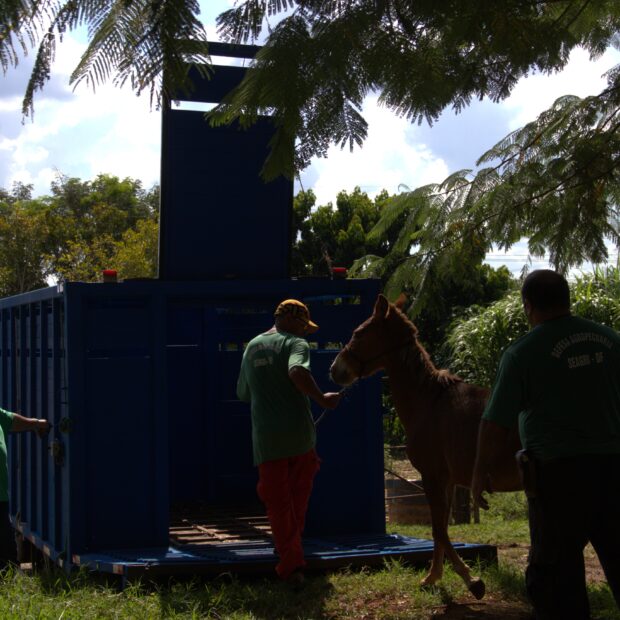 Foto: Divulgação/Seagri-DF