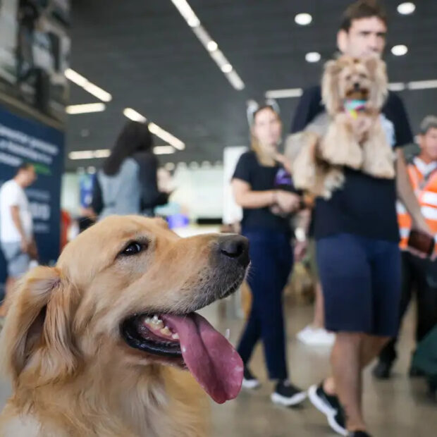 animais de suporte emocional embarcam