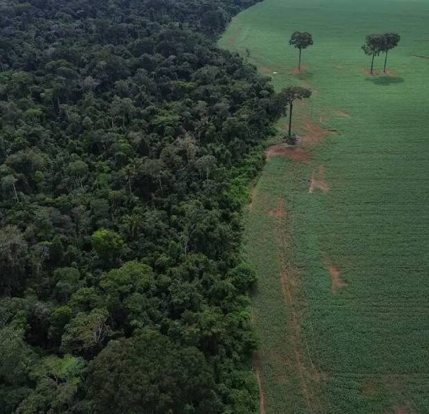 floresta