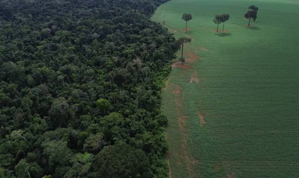 floresta