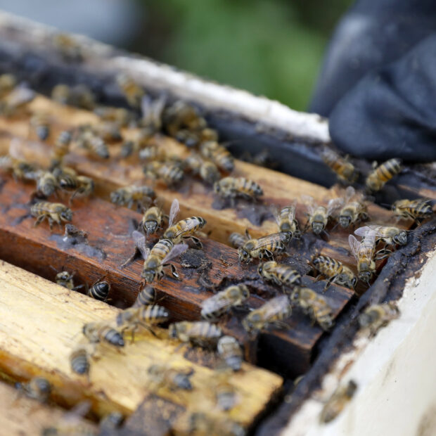 Foto: Lúcio Bernardo Jr./Agência Brasília