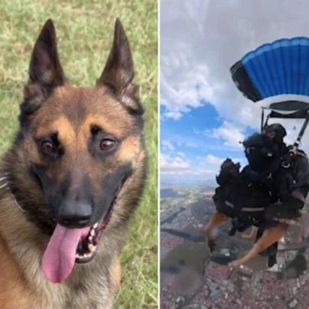 primeiro cachorro da pm a pular de paraquedas