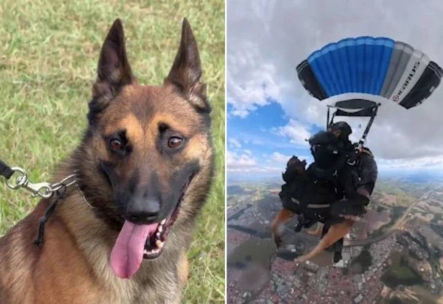 primeiro cachorro da pm a pular de paraquedas