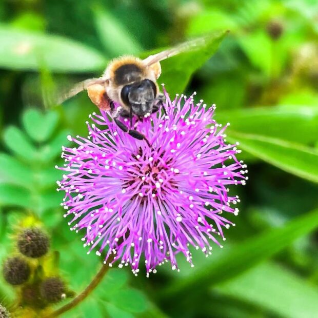 Foto: Juca Varela/Agência Brasil