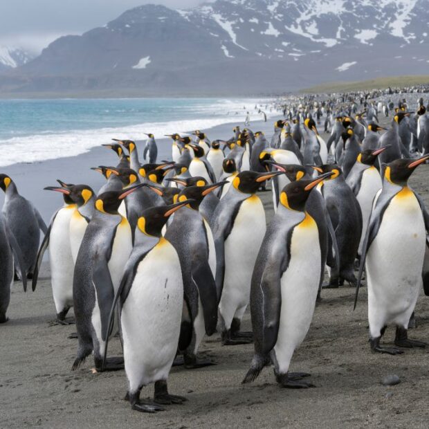 king penguin aptenodytes patagonicus on the island of south georgia the rookery on salisbury plain in the bay of isles antarctica subantarctica south georgia