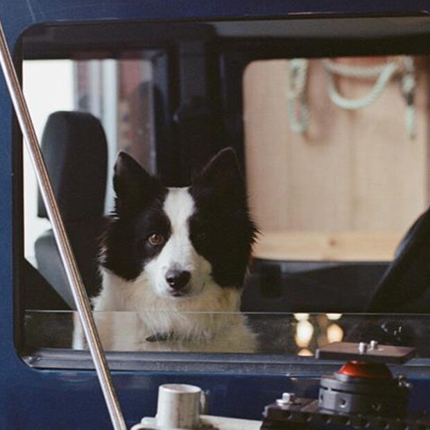 gagnant2025 palm dog