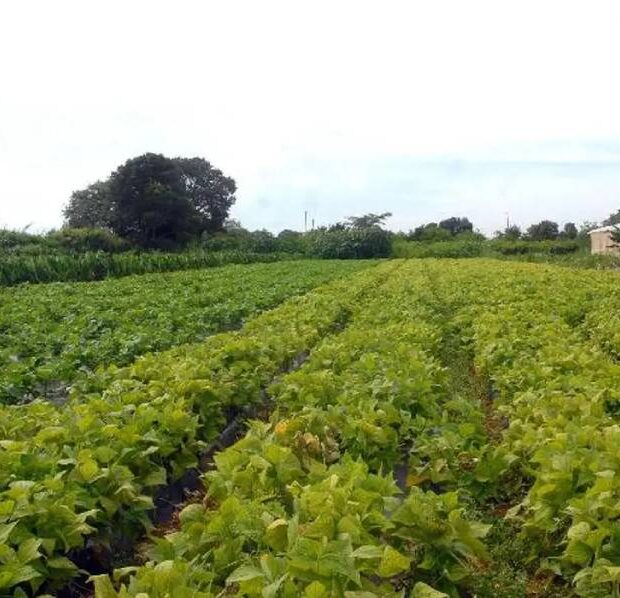 lavoura agricultura familiar