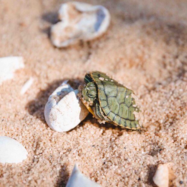 28.5. filhotes de tartaruga. foto divulgação fjzb2