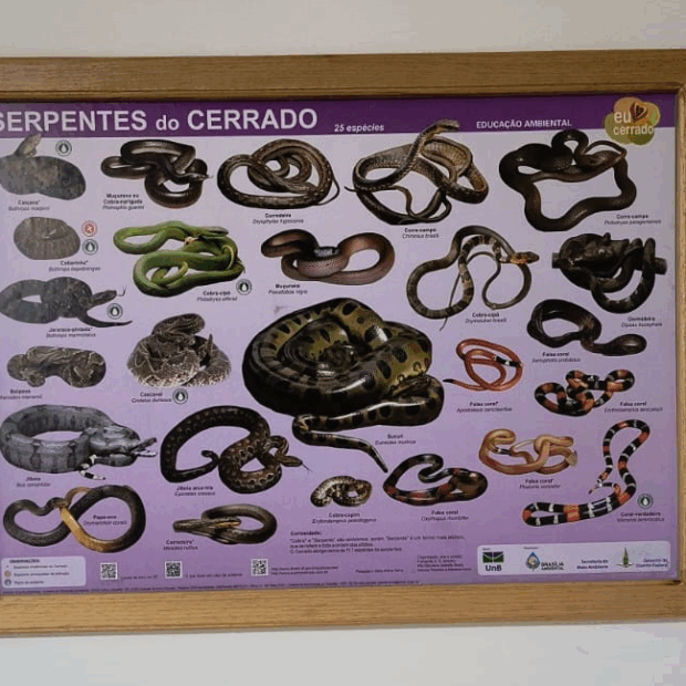foto 2 abertura da seamana do meio ambiente lançamento cartaz serpentes (1)