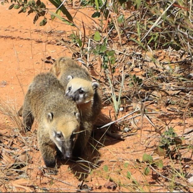 89466ab9 5669 4043 848e 9721836e9322