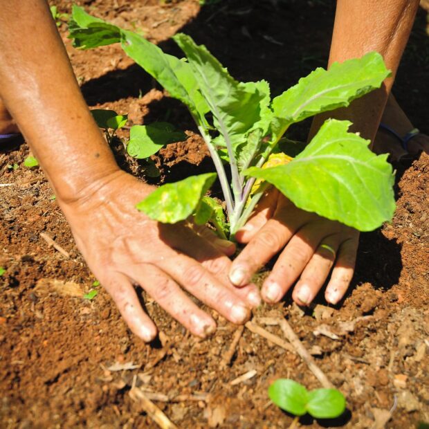 semana do meio ambiente2