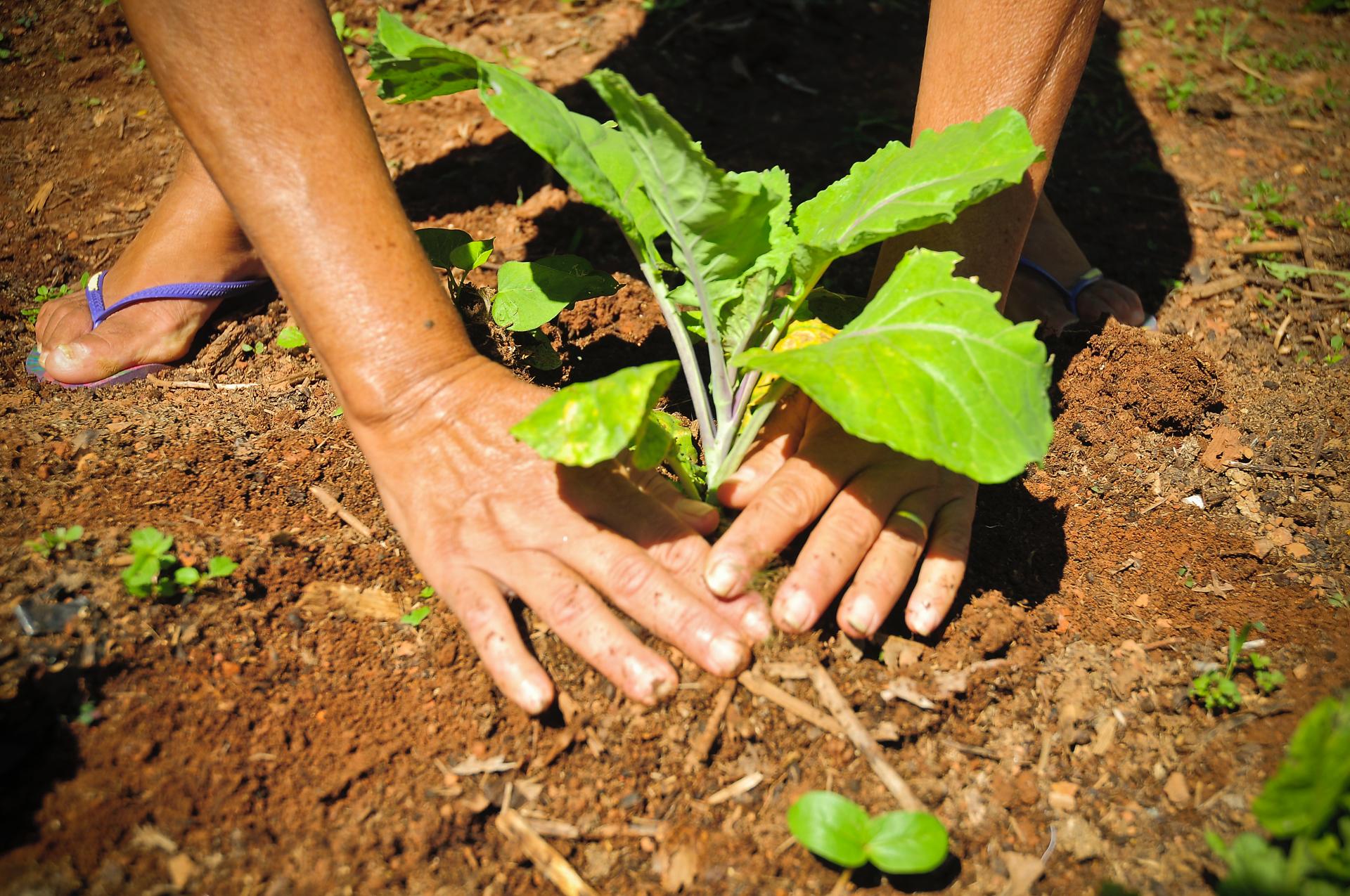 semana do meio ambiente2