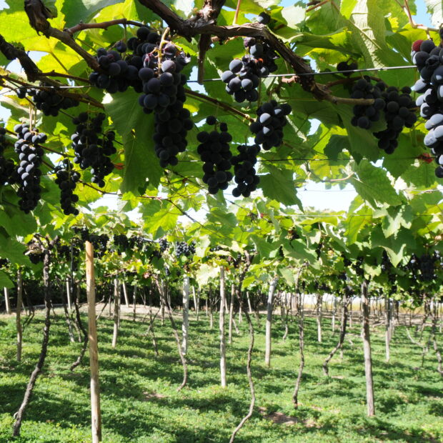 paulo h. carvalhoagencia brasilia 2