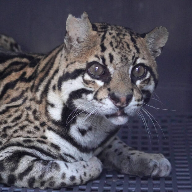 d39a547a 9009 4836 9e6d 0e3c0ccf2b96