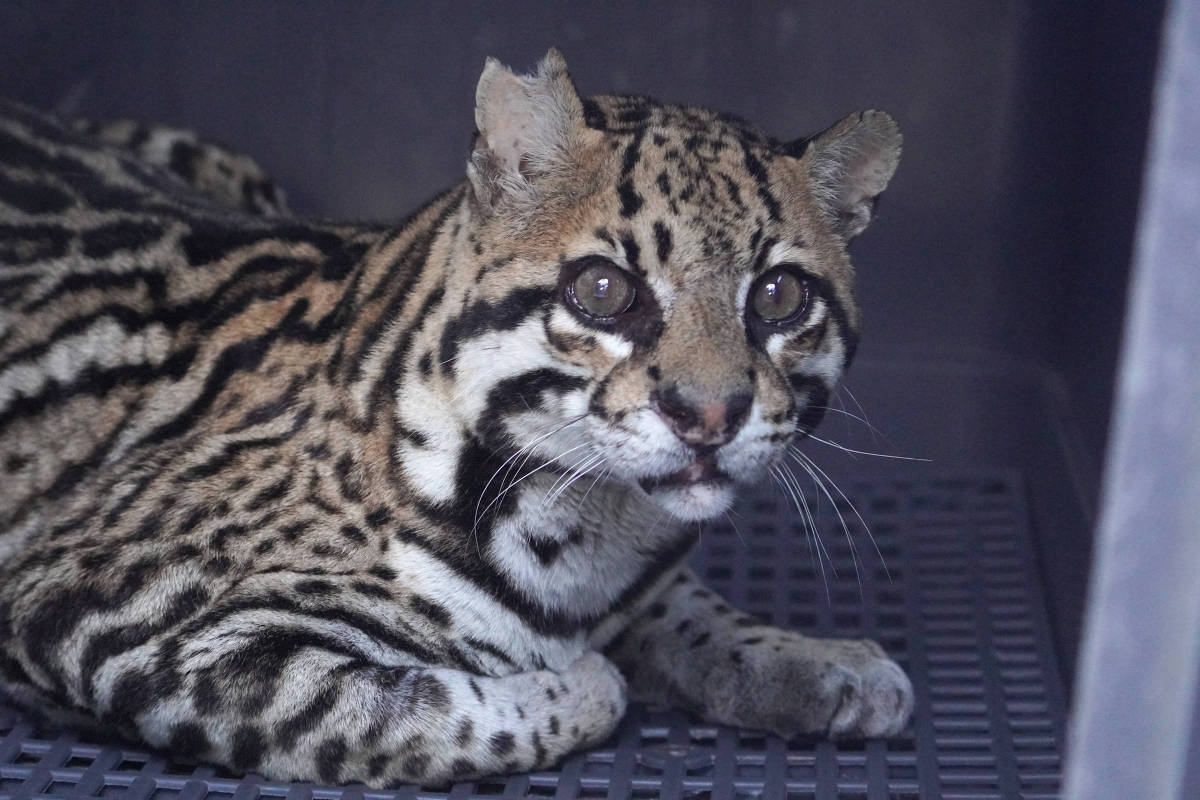 d39a547a 9009 4836 9e6d 0e3c0ccf2b96