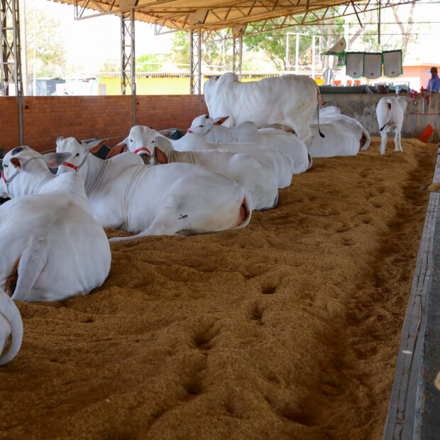 Foto: Paulo H. Carvalho/Agência Brasília