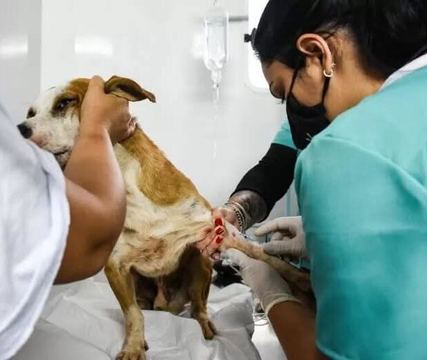 Foto: Divulgação/Sepan-DF