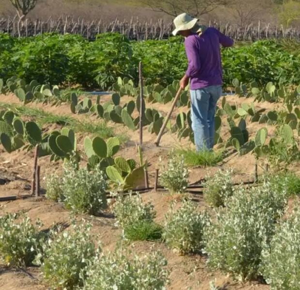 produtor rural no semiarido agro
