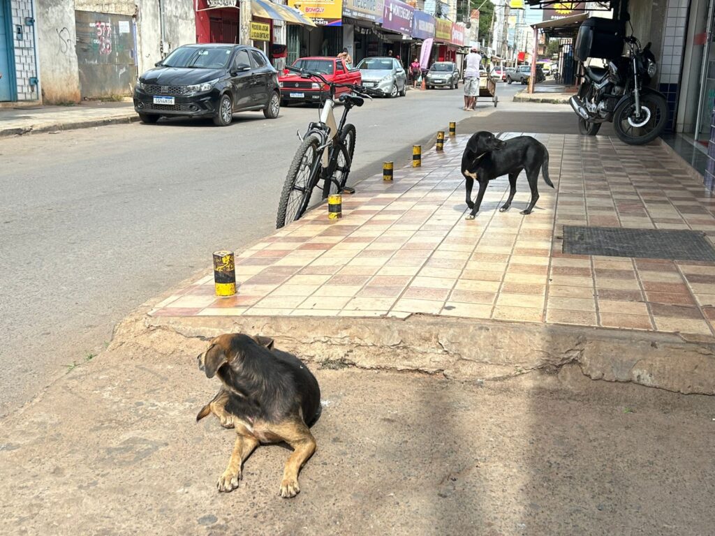 Foto: Daniel Xavier/Jornal de Brasília