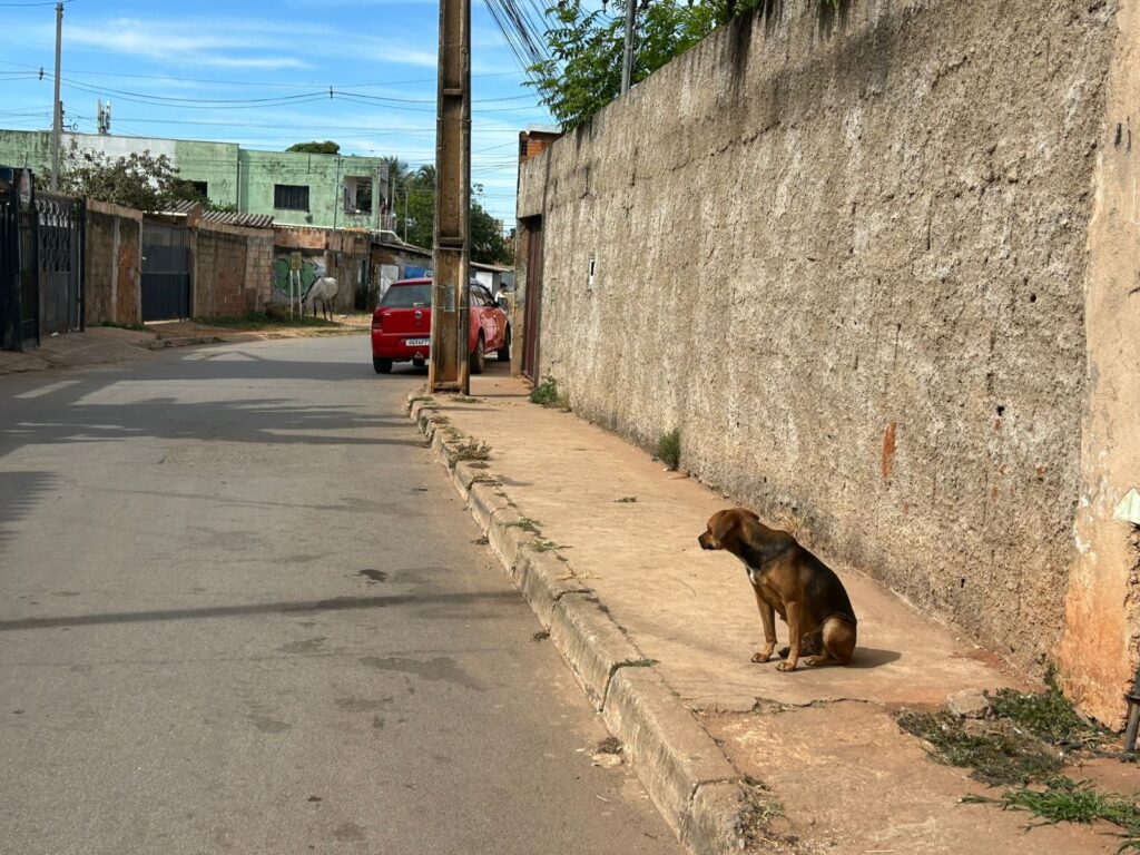 Foto: Daniel Xavier/Jornal de Brasília