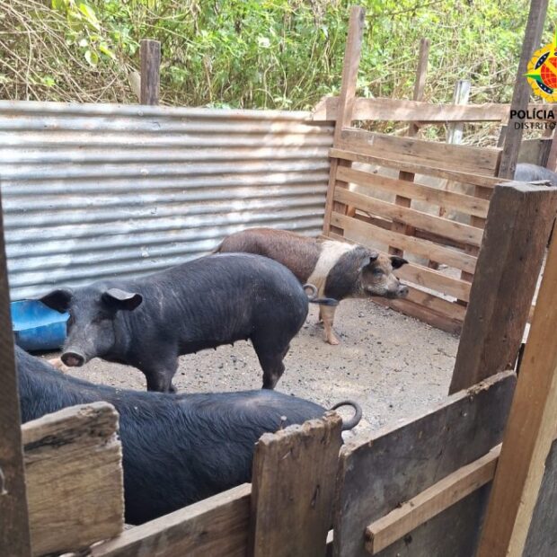 imagem do whatsapp de 2025 06 24 à(s) 18.55.36 f94d8226