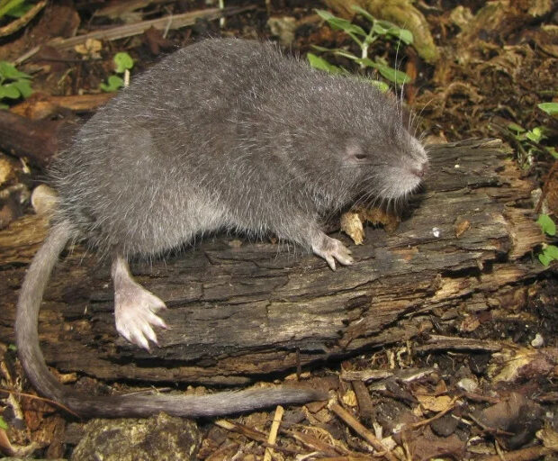 8743867a12105594ea65707e600c437c18b099e8