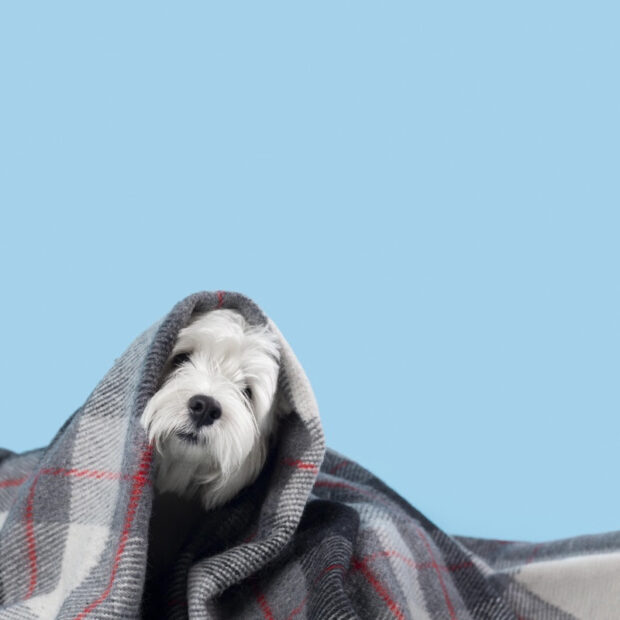 unnamed (4) cachorros dog