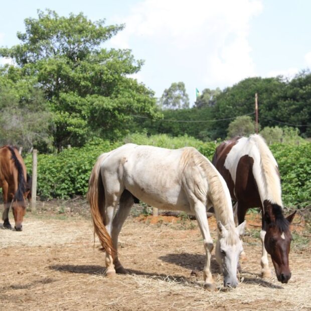 Foto: Divulgação/Seagri-DF