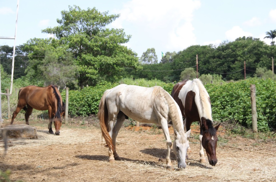 Foto: Divulgação/Seagri-DF