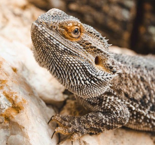 Foto: Divulgação/Zoológico de Brasília