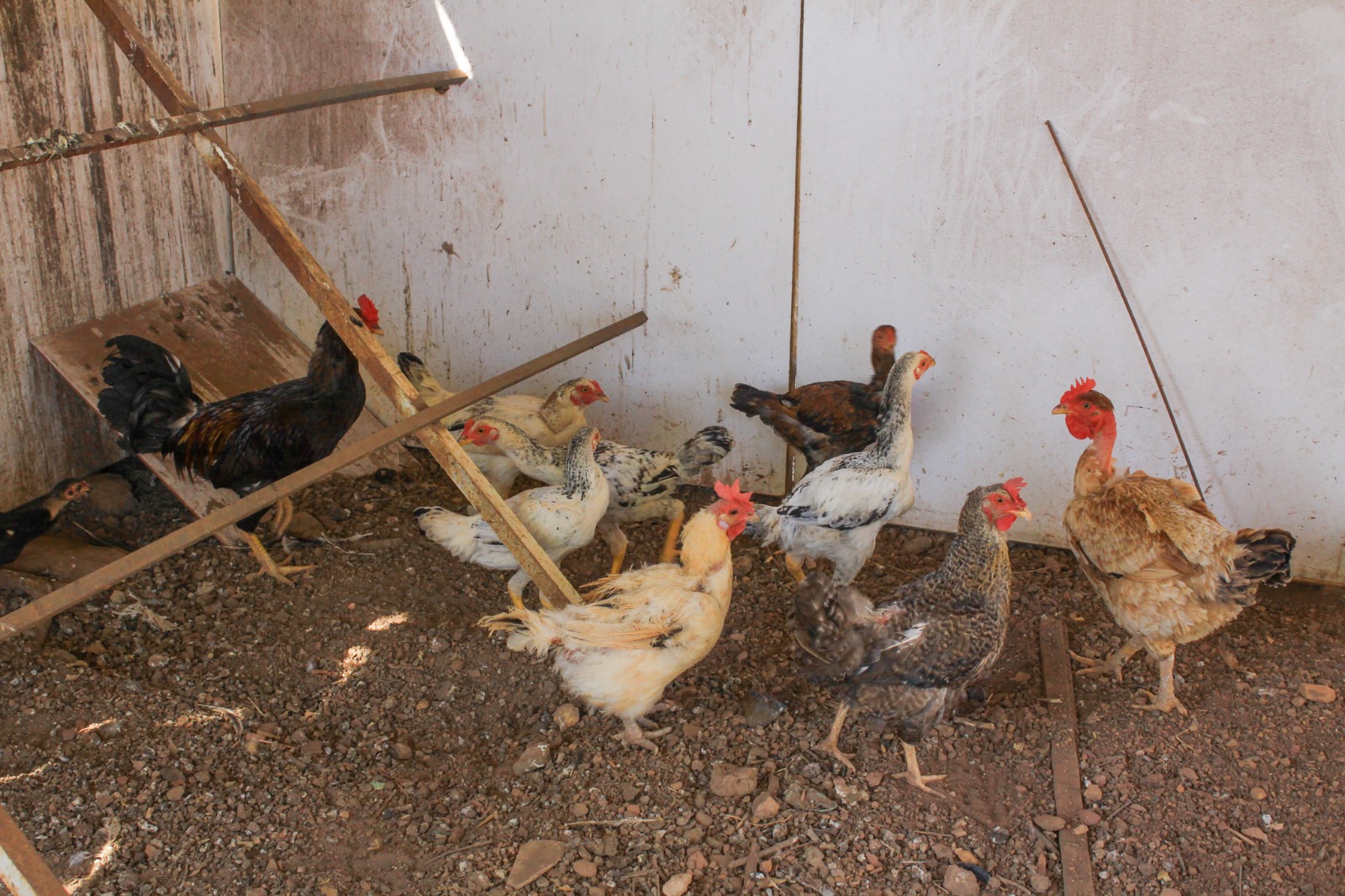 whatsapp image 2025 06 27 at 19.35.38
