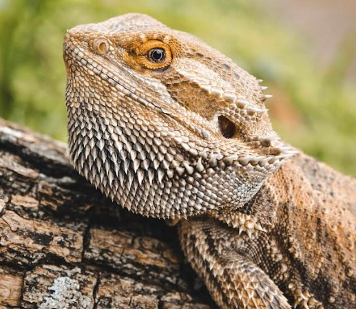 Foto: Divulgação/Zoológico de Brasília