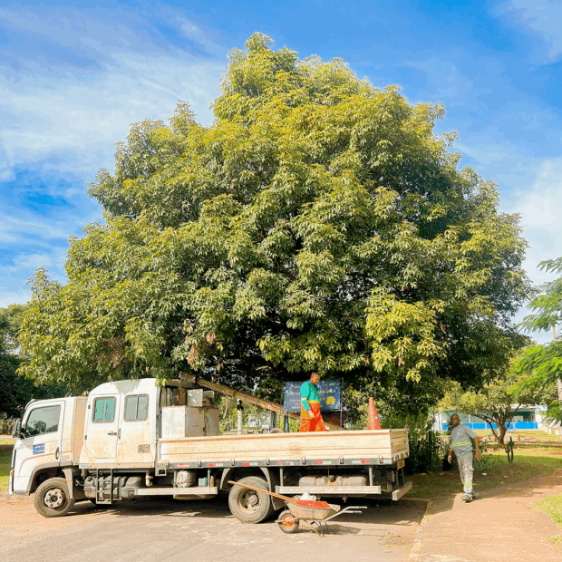 podas de arvores cruzeiro (1)